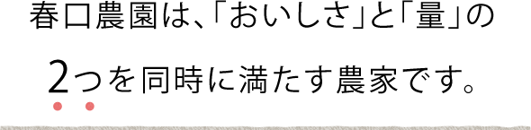 春口農園 ねぎ
