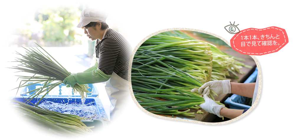 春口農園 工場作業風景