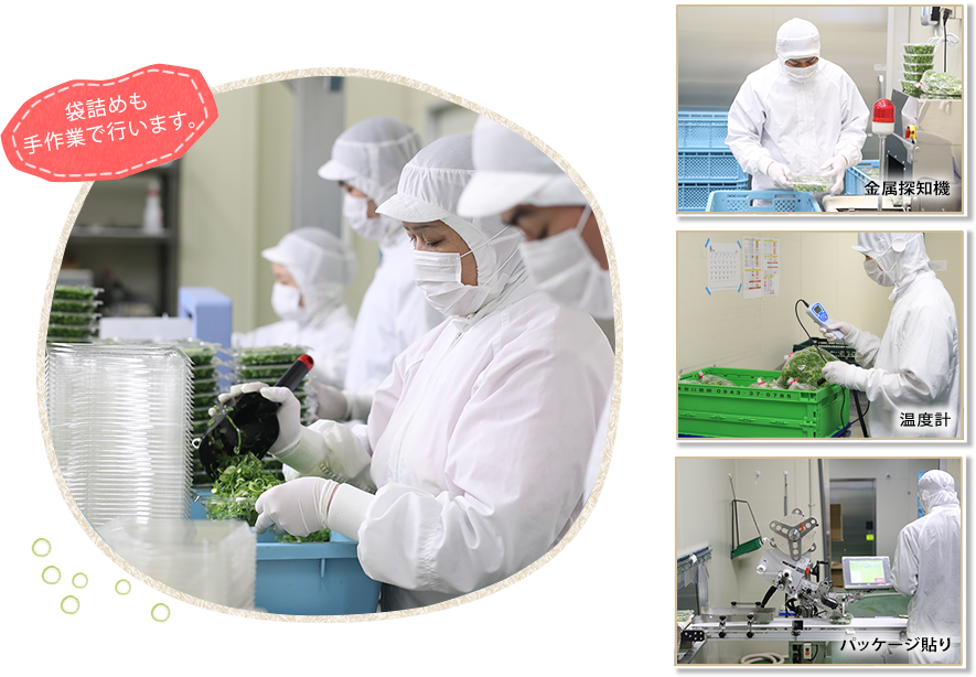 春口農園 袋詰め・検品