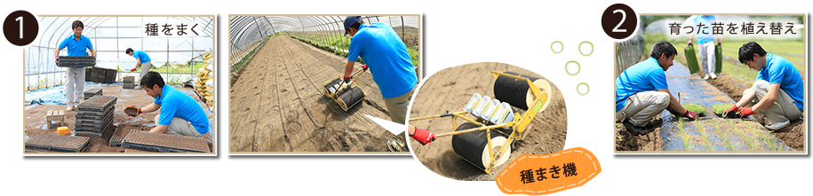 春口農園 種まき