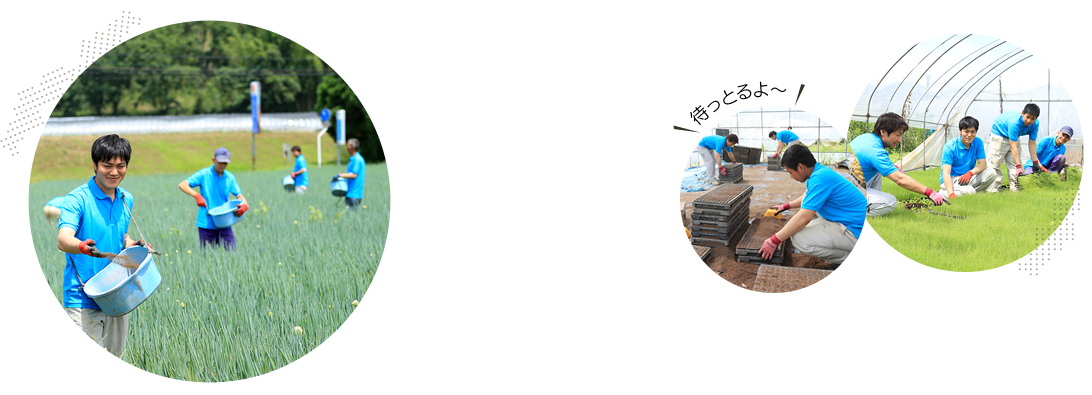 春口農園 作業風景